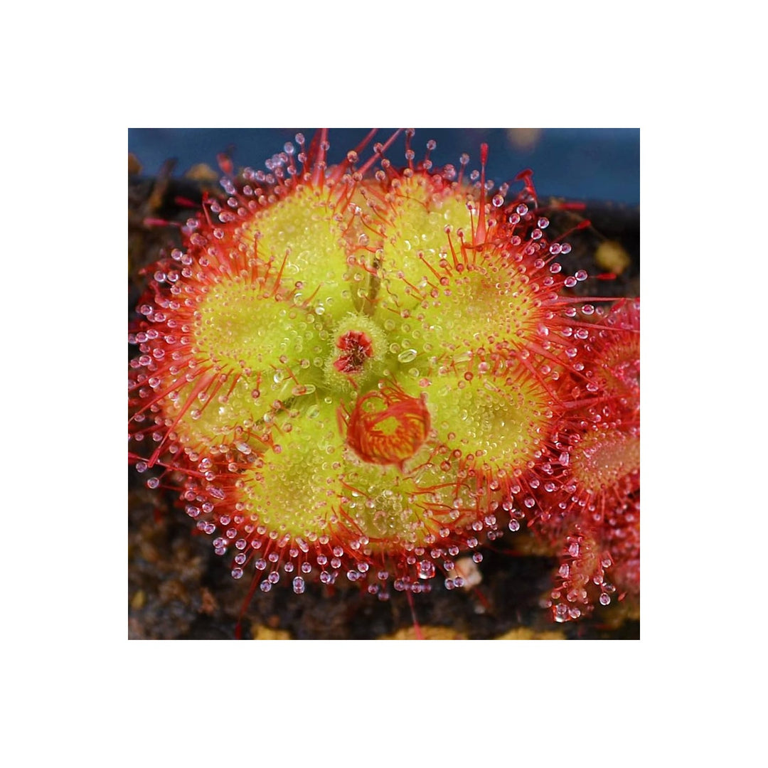 Sundew Plant For Planting Flower Seeds for Home Garden Planting, Fragrant Organic Blooming [neera-v5-b4d4f4a996b9b79d93b3]