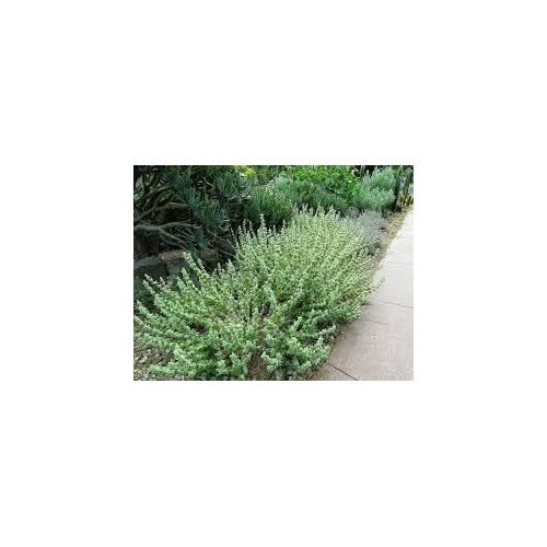 Sage Teucrium Scorodonia Flower Seeds for Planting [neera-v5-b4e20835e412ab4c4ff4]