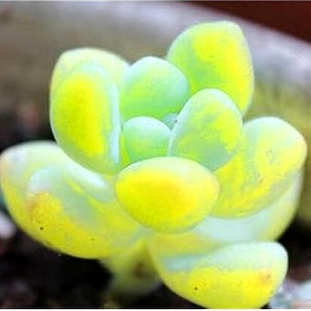 Heirloom Non-GMO Light Yellow Succulent Flower Seeds for Garden Planting | High Germination Organic Garden Seeds [neera-v5-b4e49a2b59b7bbf79a61]