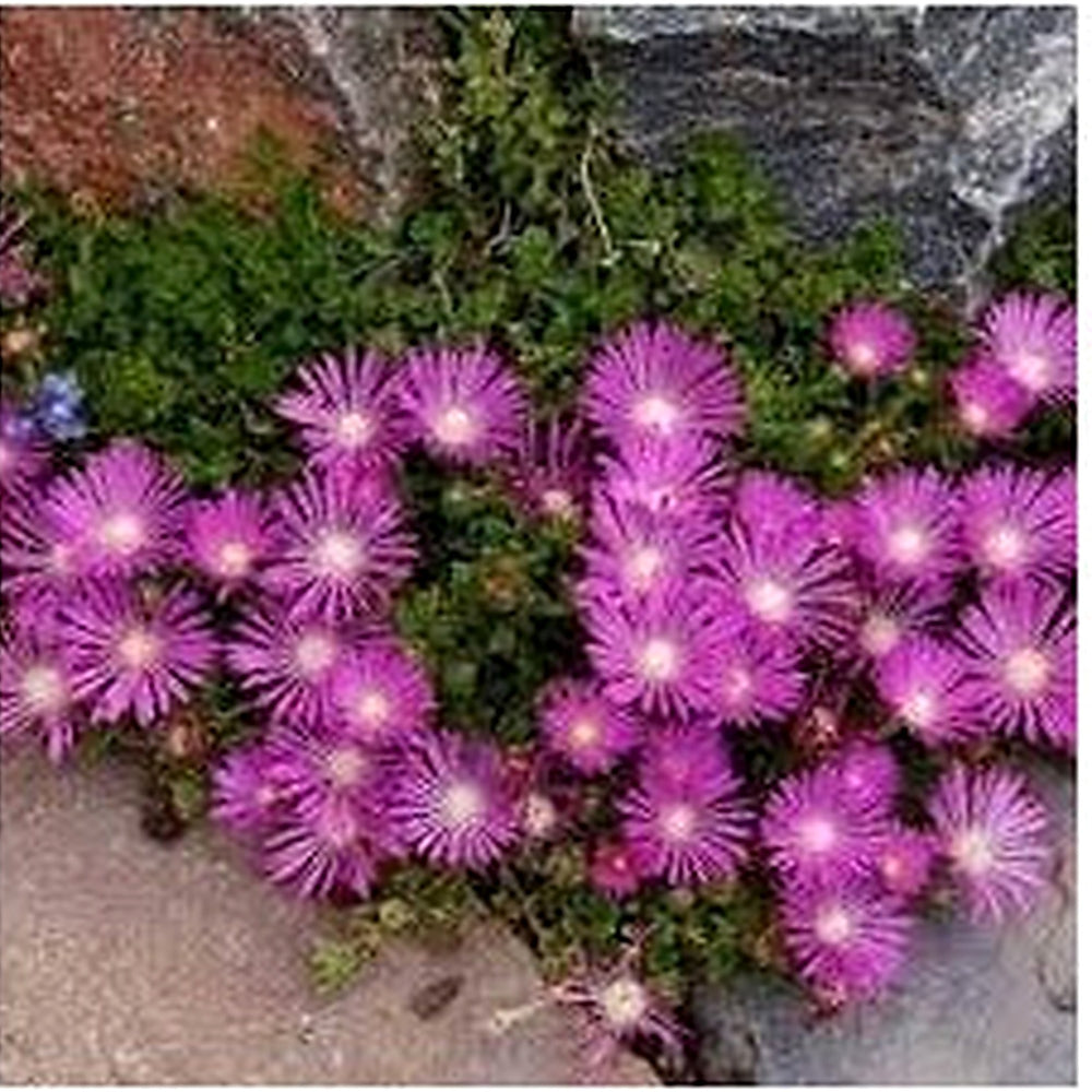 Fuschia Ice Plant Seeds [neera-v5-b4f81b21cbbb33e4cb20]