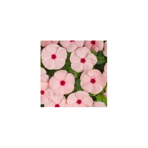 Fragrant Vinca Flower Seeds [neera-v5-b4fbb75ce67fa91c4e6a]