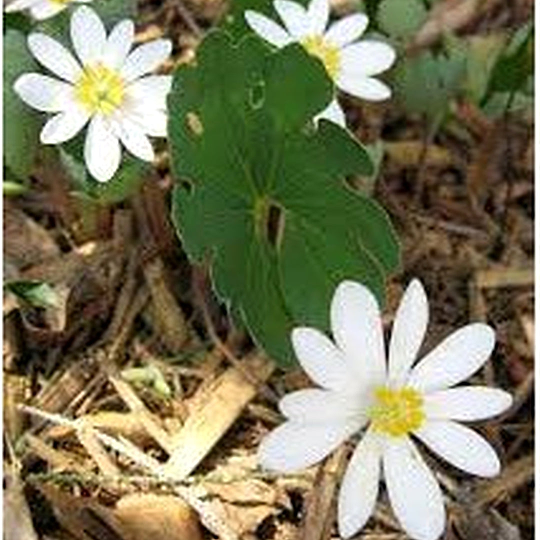 White Sanguinaria Flower For Planting Flower Seeds for Home Garden Planting, Ornamental Organic [neera-v5-b50531b7e4b8ccf7beb5]