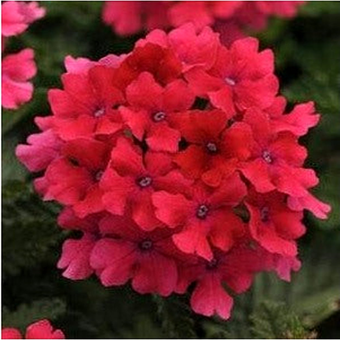 Organic Heirloom Dark Pink Verbena Flower Seeds [neera-v5-b512291c57dddc4a9a51]