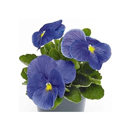 Fresh Blue Pansy Flower Seeds for Planting [neera-v5-b525785cccf32a23e8e5]