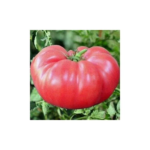 Pink Big Huge Tomato Seeds for Planting [neera-v5-b52abc7494dbf8432a3d]