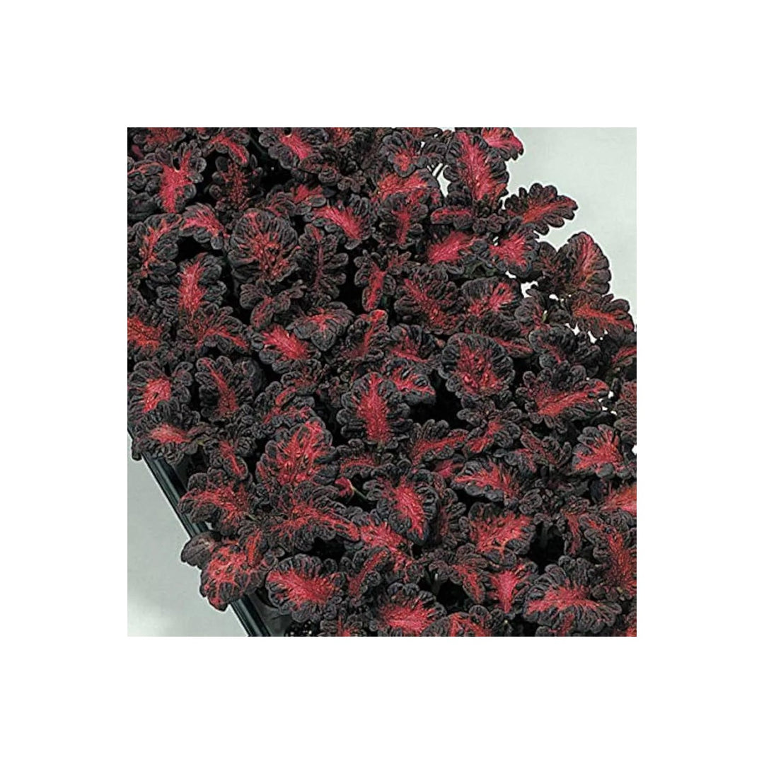 Black Dragon Coleus Flower For Planting Non Gmo Flower Seeds for Home Garden Planting, Lush Organic [neera-v5-b5410705e2544b5d09c4]