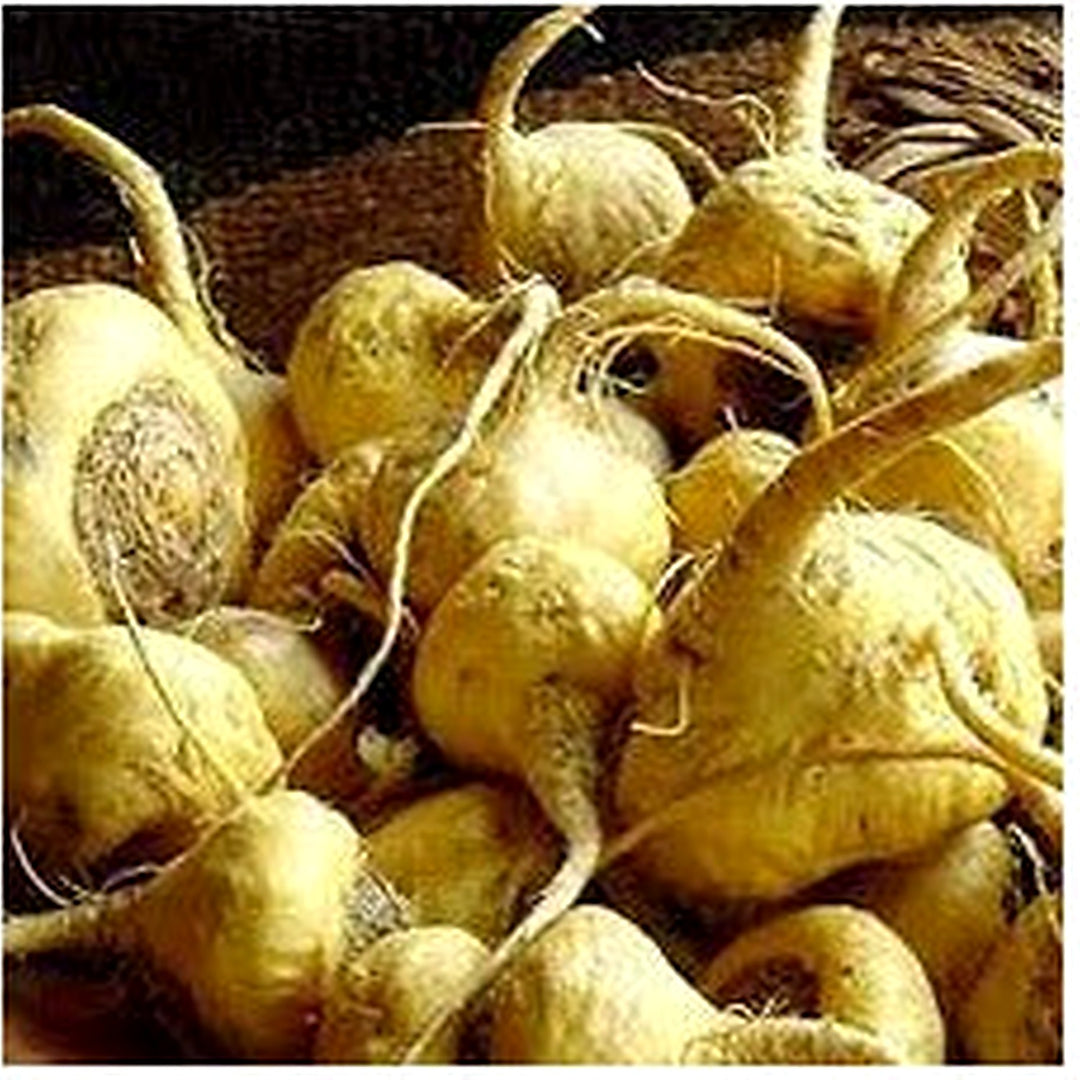 Maca Vegetable Seeds for Planting [neera-v5-b5421e87fc205dbb621b]
