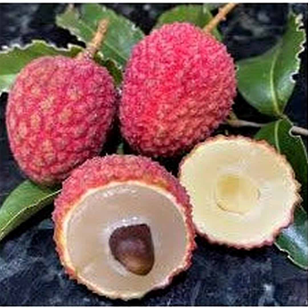 Hak Ip (Black Leaf) Lychee Fruit Seeds for Planting [neera-v5-b55444fd833f69098f54]