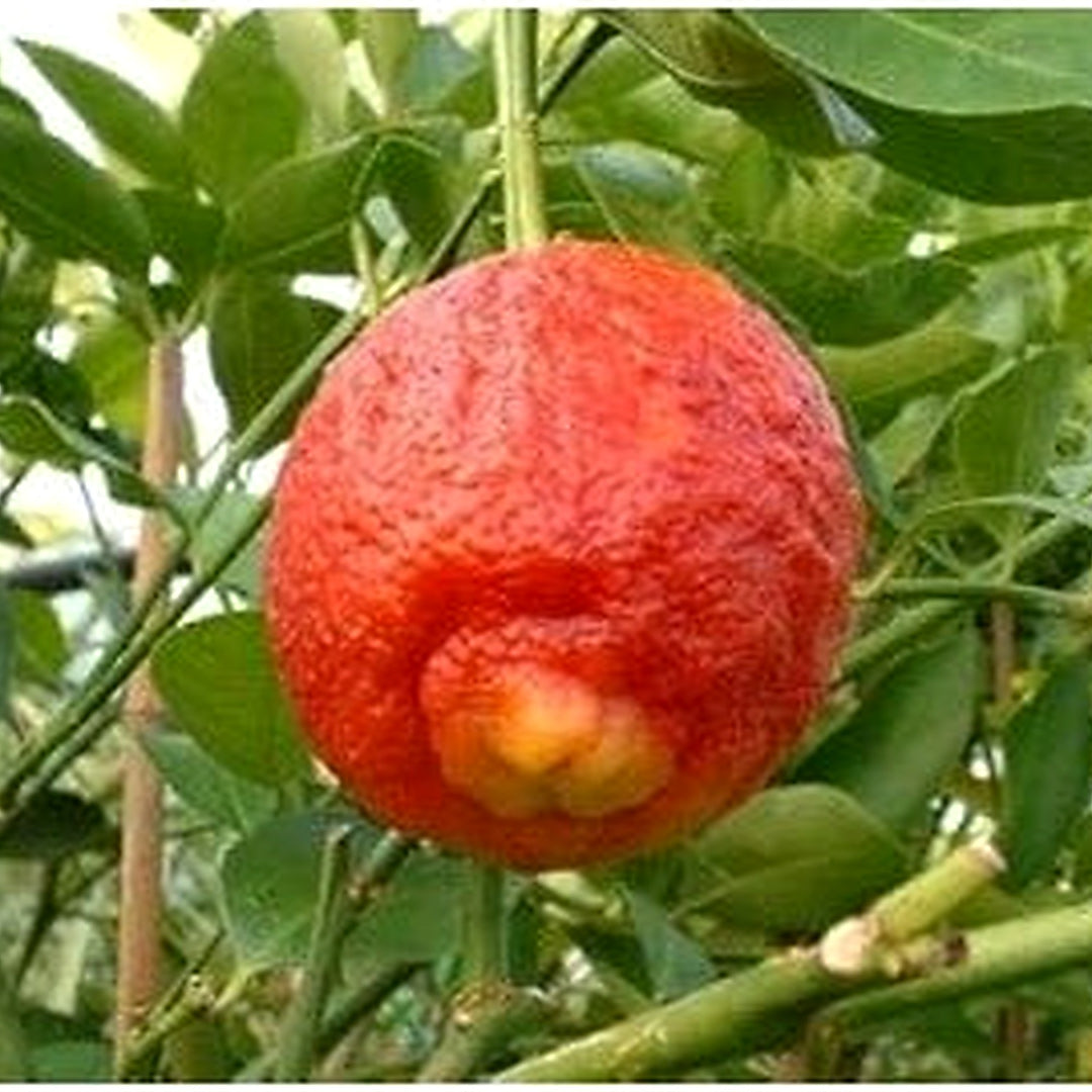 Orange Lemon Tree Seed for Planting [neera-v5-b5763084b20d1c54e31a]