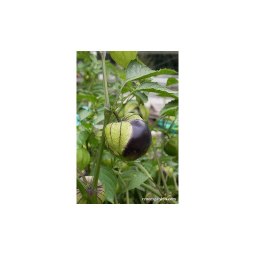 Heirloom Non-GMO Tomatillo Seeds for Home Garden Planting [neera-v5-b576e62c6e21da493957]