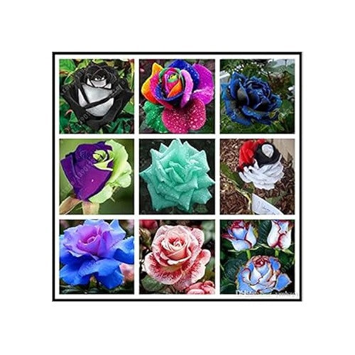 Mixed Rose Rainbow Bonsai Plant Seeds [neera-v5-b58b8ba7fac46609775d]