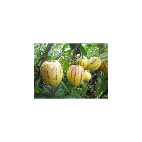 Pepino Melon Pear (Solanum Muricatum) Fruit Seeds for Planting [neera-v5-b58e451f3a3094edbf6e]