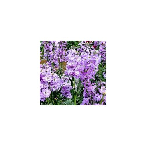 Organic Purple Mini Matthiola Flower Seeds for Planting [neera-v5-b5929d9f9c20dd64be8c]
