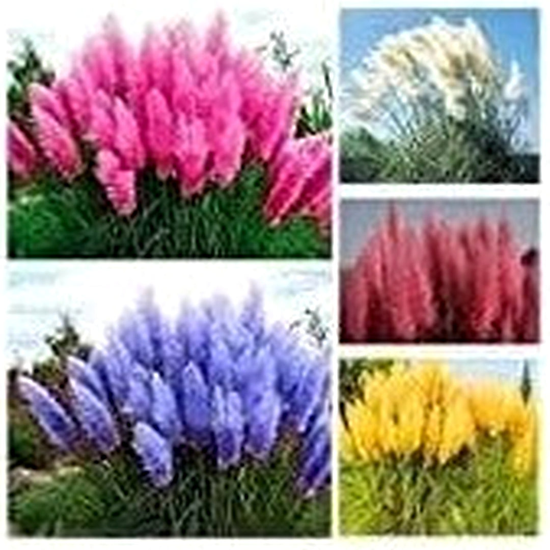 Mixed Pampas Grass seeds for Garden Planting [neera-v5-b595637bd529cd08f271]