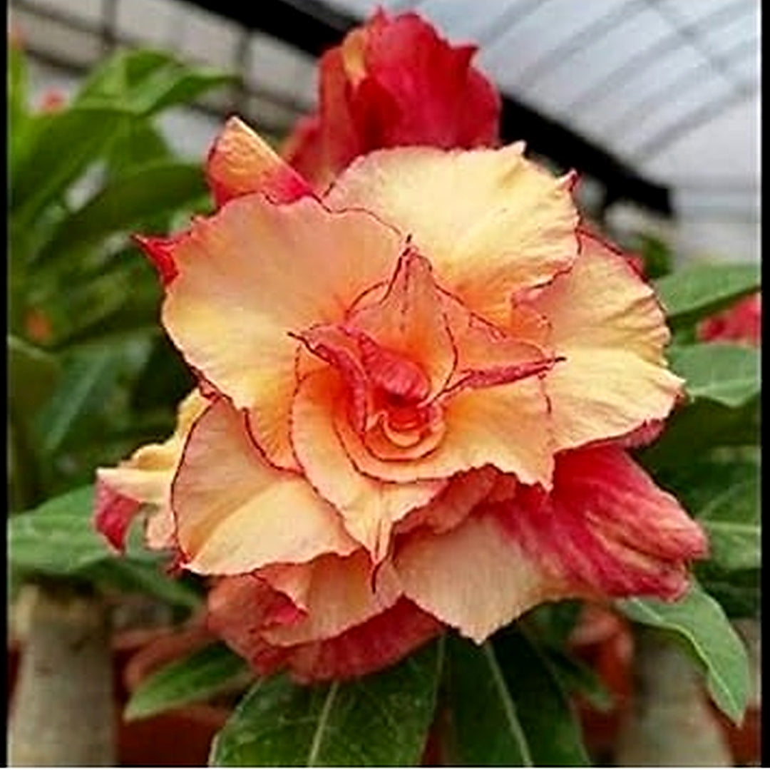 Red and Light Yellow Adenium Flower Seeds [neera-v5-b5a0f6bc9d171d4e4b80]