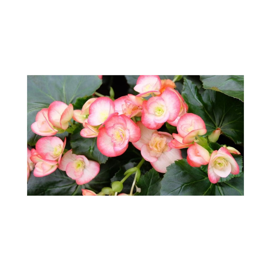 Red White Begonia Flower Heirloom Non Gmo For Planting Bright Garden Blooms Flower Seeds for Home [neera-v5-b5b3106574381f5c425a]