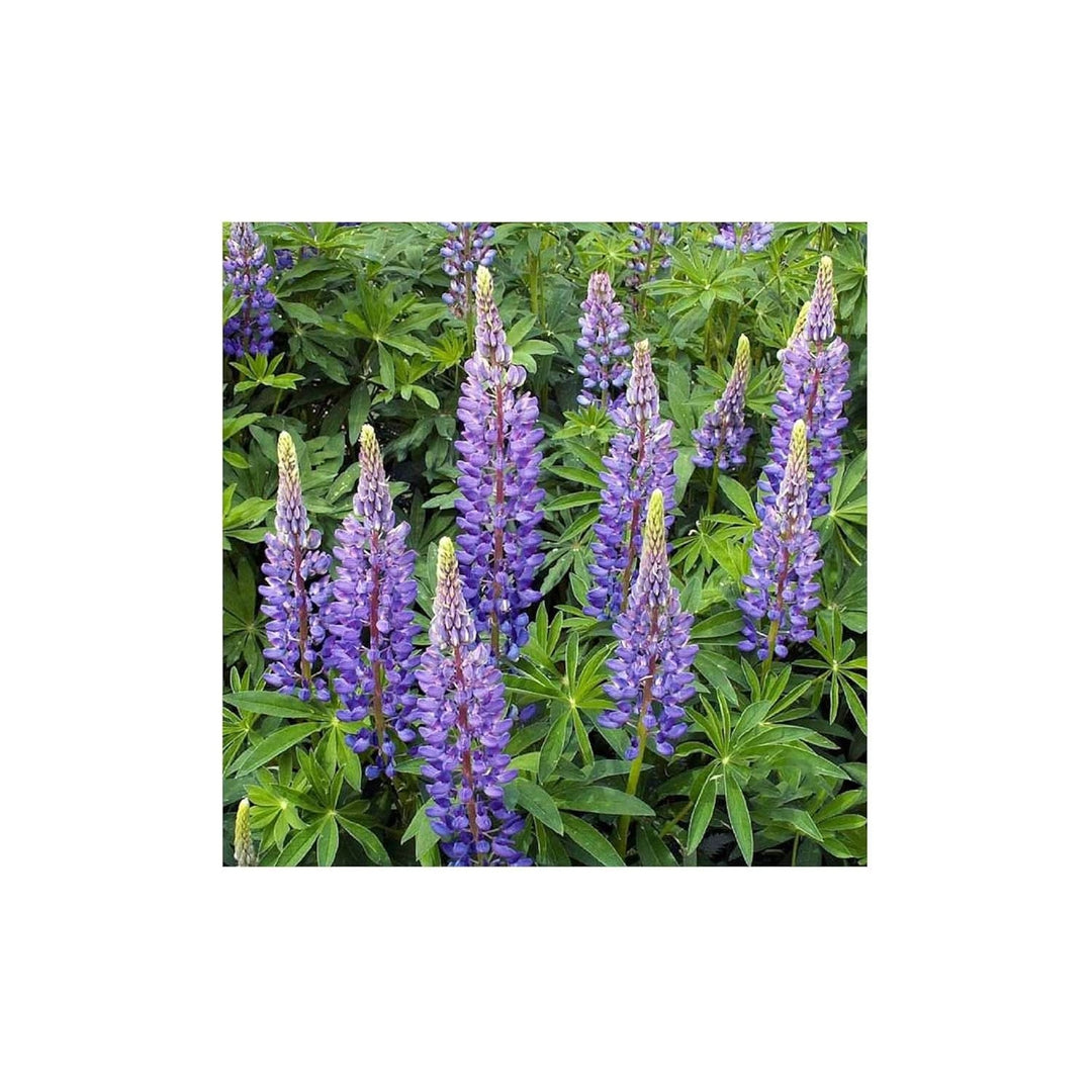 European Lupine Lupinus Polyphyllus Wildflower For Decorative Garden Planting Flower Seeds for Home [neera-v5-b5b6bdeaf0b61ed7b997]
