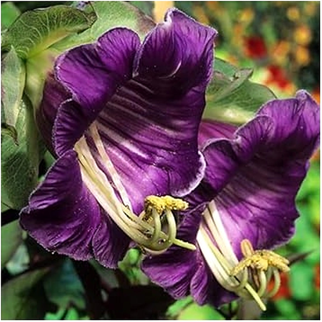 Heirloom Non-GMO Cobaea Flower Seeds for Planting [neera-v5-b5b8a3ebe3e05360666f]