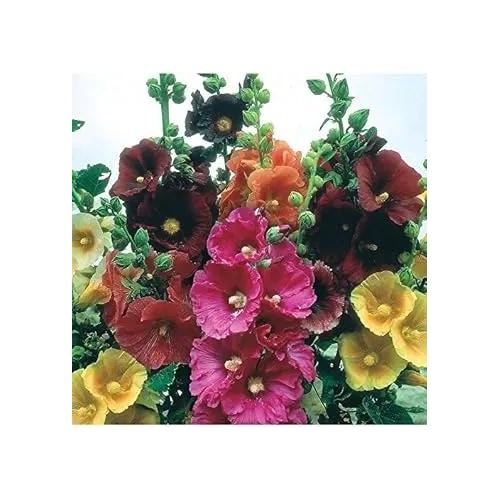 Mix Hollyhock Flower For Planting Non Gmo Flower Seeds for Home Garden Planting, Exotic Organic [neera-v5-b5c3efeeac34eaf9fdf3]