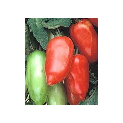 Heirloom Mixed Tomato Seeds for Planting [neera-v5-b5d15275d6f7dcb61415]
