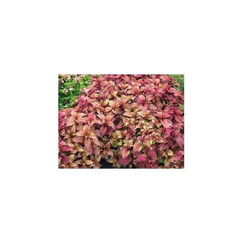 Pink Yellow Dragon Coleus Plant Seeds [neera-v5-b5d1cc168c48b747e13e]