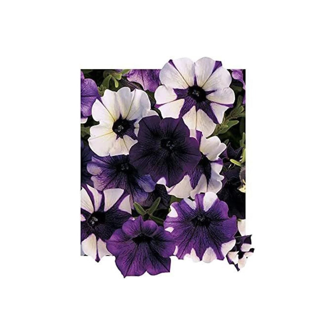 Purple Shock Wave Tie Dye Petunia Flower For Planting Heirloom Non Gmo Easy To Grow Flower Seeds [neera-v5-b5d629004ccf22e40461]