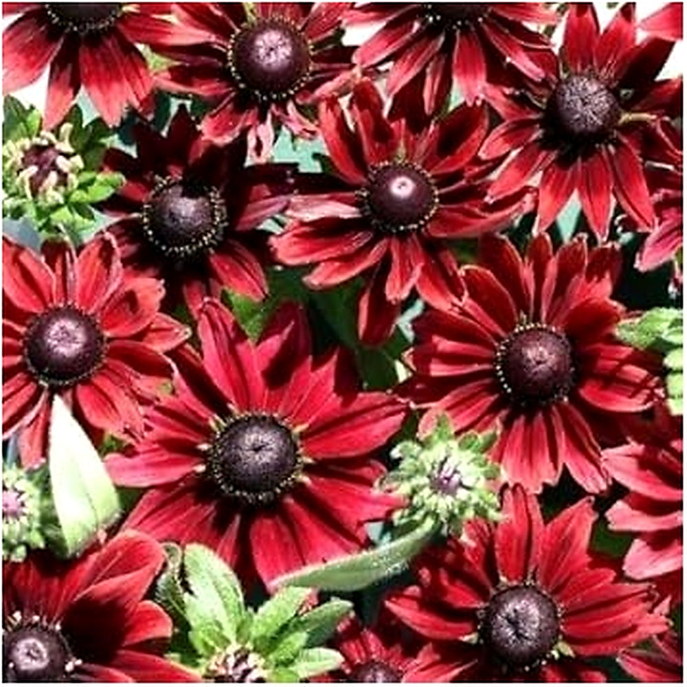 Organic Red Rudbeckia Flower Seeds for Planting [neera-v5-b5d64ea4d559f7447844]
