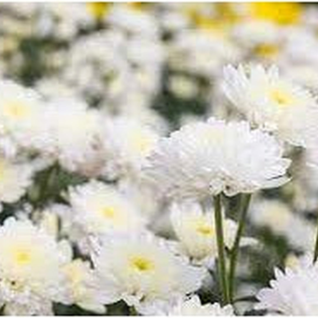 White Chrysanthemum or Quercifolia Flower Seeds for Planting [neera-v5-b5dc646eaa37dc3bdf4d]