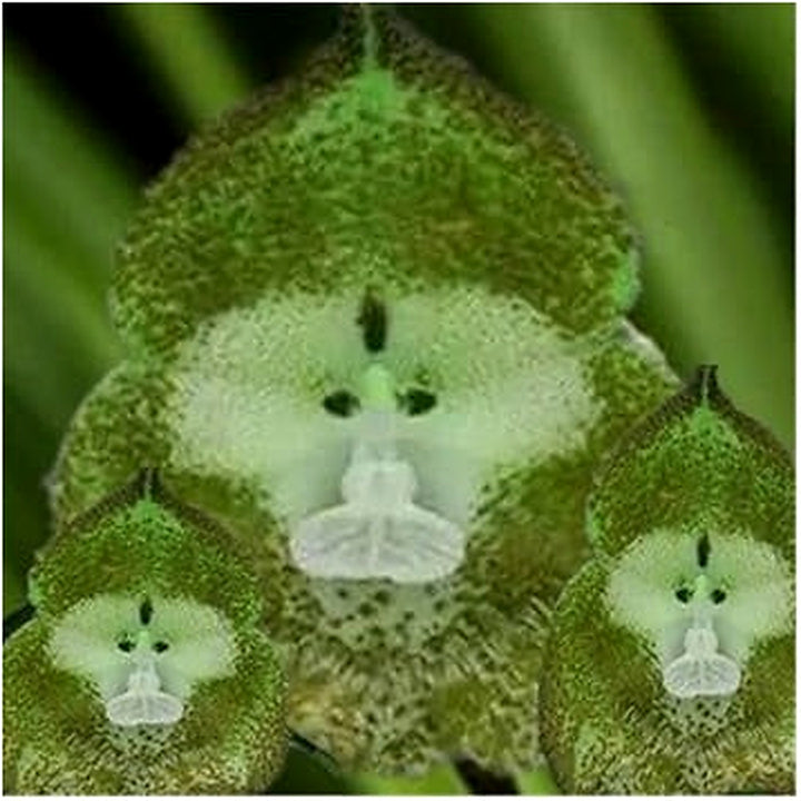 Green Monkey Face Orchid Seeds [neera-v5-b5ddefbb312392351e3c]