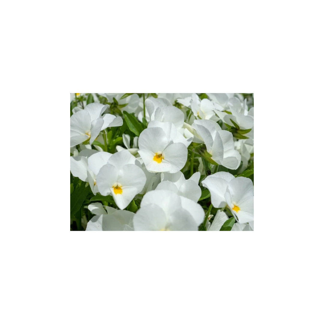 White Heirloom Tricolor Pansy Flower For Planting Non Gmo Organic Blooms Flower Seeds for Home [neera-v5-b5f064fa6b4879bd9a82]