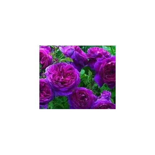 Pink Purple Climbing Rose Plant Seeds for Planting Non-GMO Heirloom Garden Seeds for Home and Outdoor Growing [neera-v5-b5f361c3d38c118f1a7c]