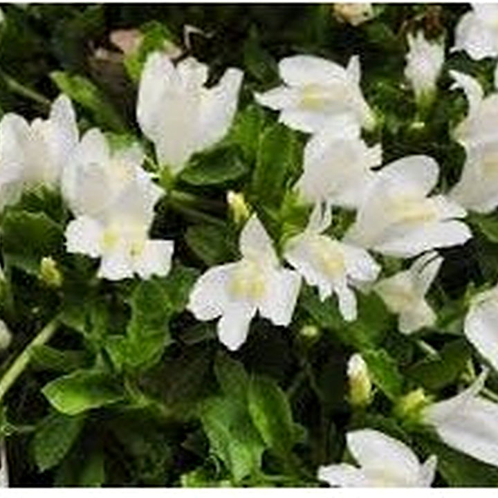 Heirloom Marshflower Seeds Non-GMO for Garden Planting Wetland-Loving Colorful Blooms [neera-v5-b5f4328d78c40b15946d]