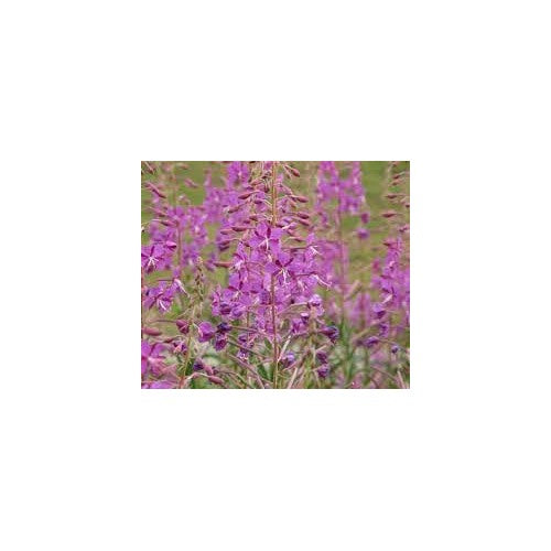 Epilobium Flower Seeds for Planting [neera-v5-b5f470dbbe013748e098]
