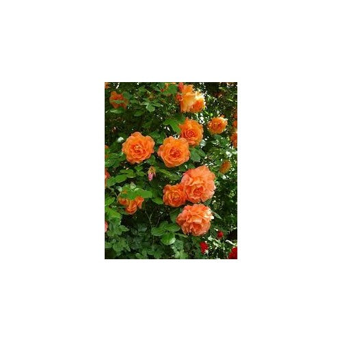 Orange Climbing Rose Flower Seeds for Planting [neera-v5-b607d5200ce8d2b2d797]