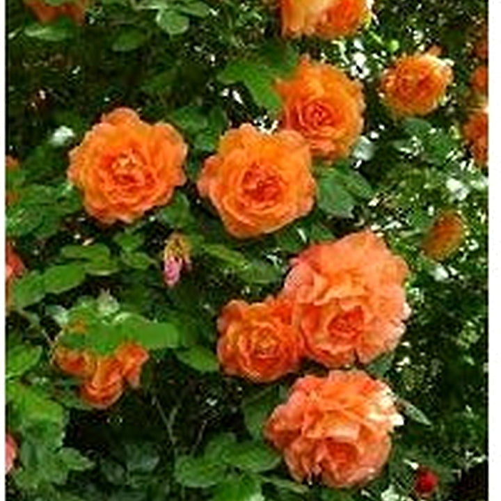 Orange Climbing Rose Flower Seeds for Planting [neera-v5-b607d5200ce8d2b2d797]