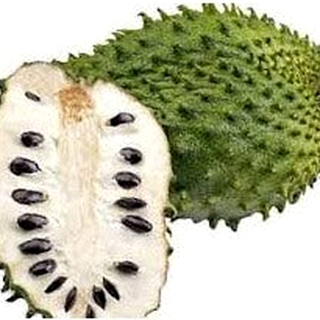 White Pulp Soursop Fruit Seeds for Planting [neera-v5-b60a0cffd19291f9d45b]