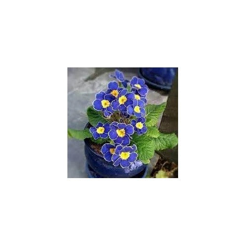 Heirloom Non Gmo Primrose Flower For Planting Early Blooming Perennials For Colorful Gardens Flower [neera-v5-b61767f4d9e6c15f5fb1]