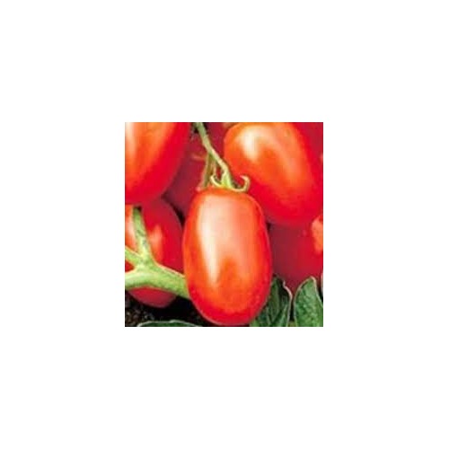 Tomato Viva Italia Vegetable Seeds for Planting [neera-v5-b620eecba81385cf2952]