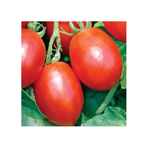 Tomato Vegetable Seeds for Planting [neera-v5-b627b4002724e783d5c8]