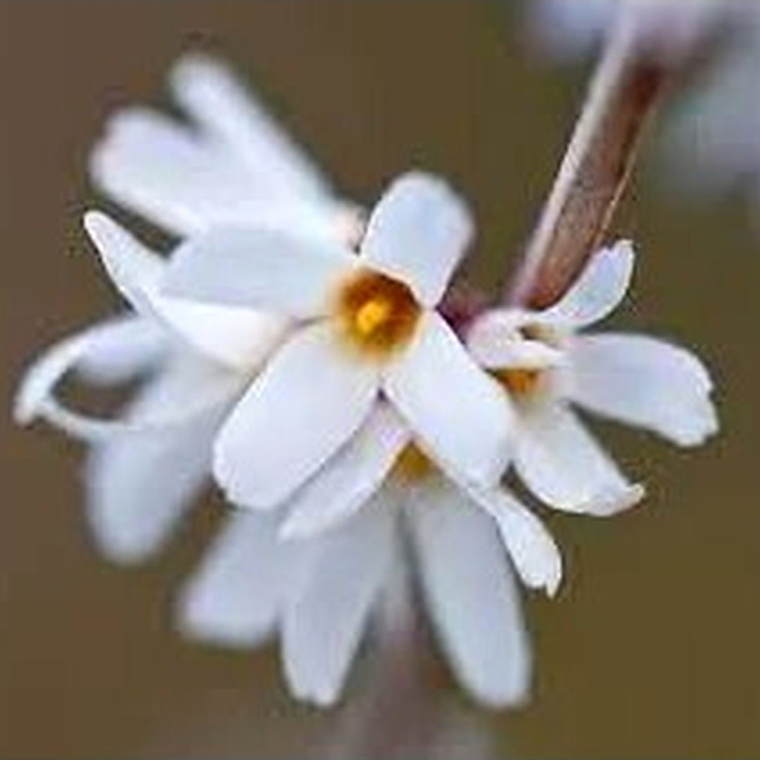 White Forsythia Abeliophyllum Distichum Flower For Planting Non Gmo Flower Seeds for Home Garden [neera-v5-b629bbfaed072f6b4afe]