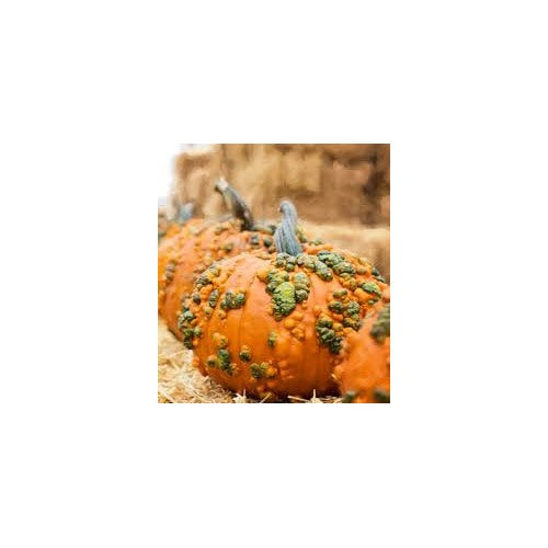 Warty Pumpkin Vegetable Seeds for Planting [neera-v5-b63365f7dfb394d91dcb]