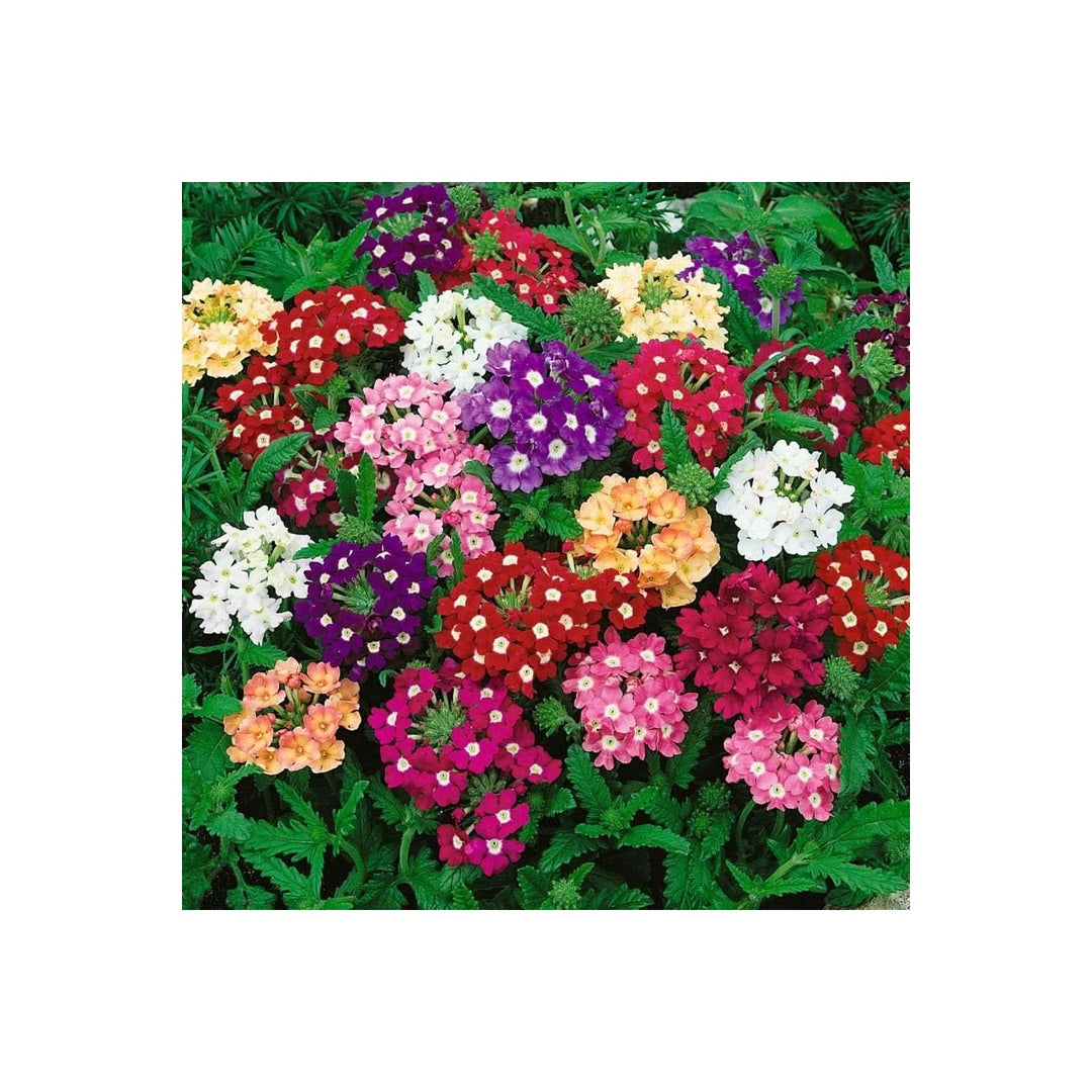 Verbena Hybrida Verbena X Hybrida Flower For Vertical Garden Indoor Pots Flower Seeds for Home [neera-v5-b63c72d2839cfeb946a4]