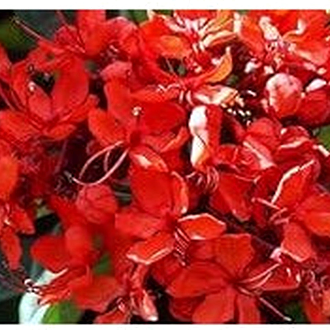 Yellow Pyrostegia Venusta Flower Seeds [neera-v5-b6485d525c599245d483]