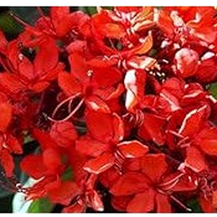 Yellow Pyrostegia Venusta Flower Seeds [neera-v5-b6485d525c599245d483]