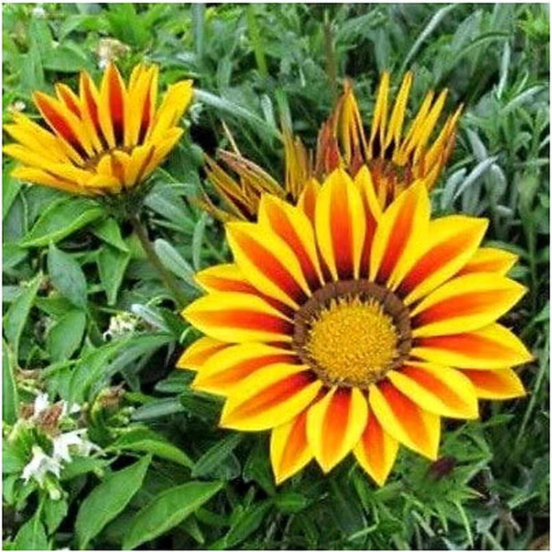 Gold Gazania Hybrids Kiss Multiflowering Flowering Even In Dull Weather Heirloom Non Gmo Flower [neera-v5-b64a93060801cc58e8b0]