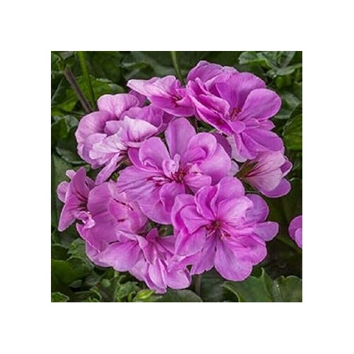 Lavender Pelargonium Seeds for Planting [neera-v5-b64b242712f33d57c527]