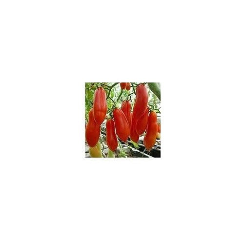 Red Tomato Seeds for Planting [neera-v5-b64ba3c1a9ecc53c91d4]