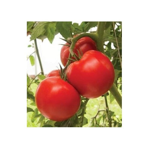 Heirloom Red Tomato Seeds for Planting [neera-v5-b65847dd60caad505953]