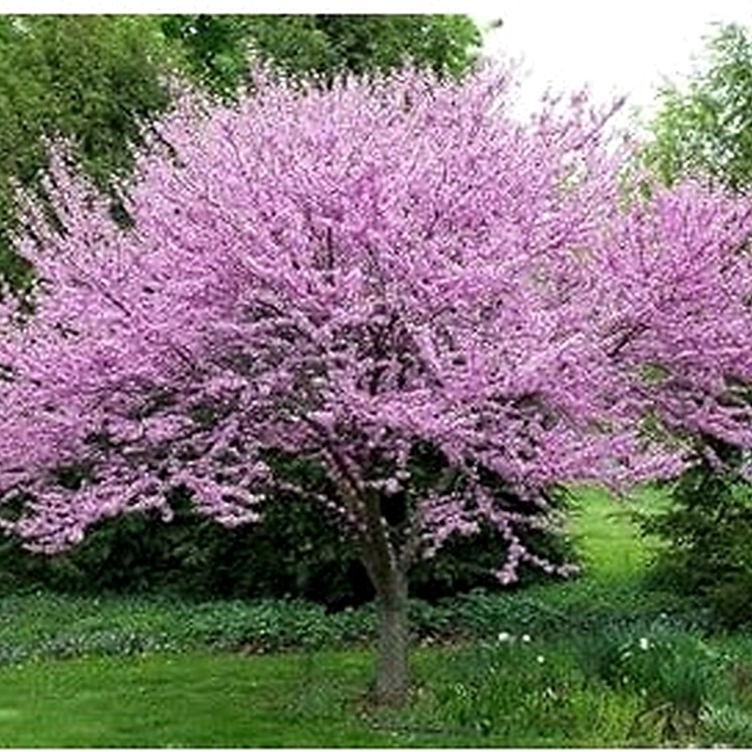 Organic Heirloom Non-GMO Pink Redbud Tree Seeds for Planting [neera-v5-b65ce9840ade1475bda5]