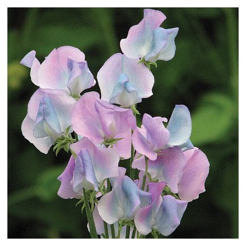 Sweet Pea Turquoise Lagoon Flower For Planting Fragrant Heirloom Non Gmo Garden For Planting Flower [neera-v5-b669e8265dc75b40271e]
